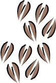 Coffee Beans Clip Art