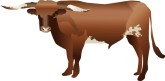 Longhorn Bull Clipart