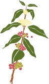 Coffee Plant Clipart