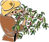 Coffee Harvest Clipart