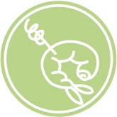 Shrimp Clip Art