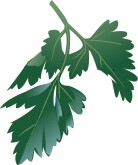 Parsley Clipart