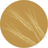 Golden Wheat Clipart