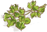 Fresh Parsley Clipart