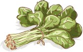 Spinach Clipart