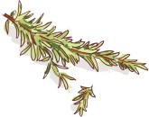 Rosemary Clipart