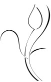 Curvy Tulip Accent