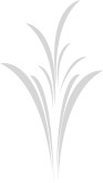 Fountain Leaf Upright Full