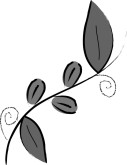 Coffee Vine Clip Art