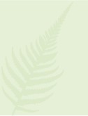 Spring Fern Green Background