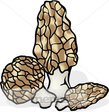 Morels Clipart