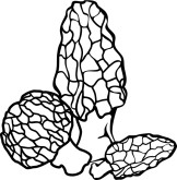 Morel Mushrooms Clipart