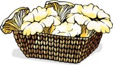 Chanterelle Clipart