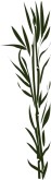 Bamboo Plant Clipart