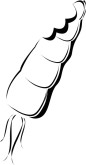 Baby Carrot Clipart