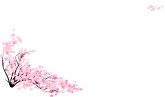 Cherry Blossom Tree