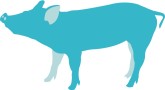 Pig Clipart