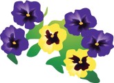 Pansies Clipart