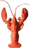 Pink Lobster