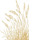 Fall Wheat Clipart