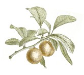 Peach Clipart