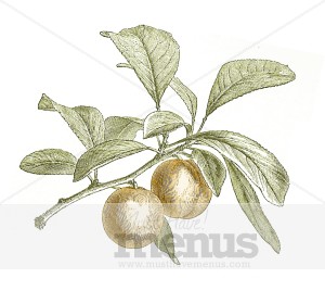 Peach Clipart