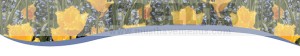 Summer Email Banner