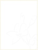 Summer Flower Background