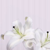 Lily Email Graphic