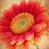 Flower Email Graphic
