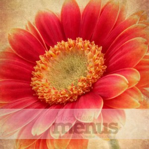 Flower Email Graphic