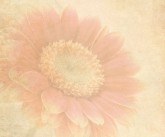 Flower Email Background