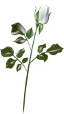 White Realistic Rose Bloom