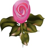 Silk Rose Clipart
