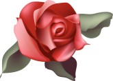 Realistic Red Rosebud