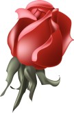 Red Menu Rose