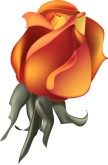 Apricot Menu Rose Bloom