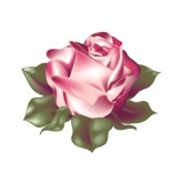 Red Tinged White Realistic Rose