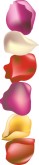 Red, Yellow, Purple Rose Petal Column