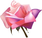 Pink and Purple Realistic Rose