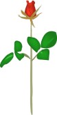 Single Rose Clipart