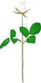 White Rose Clipart