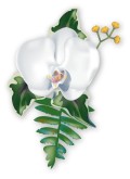 White Orchid Clipart