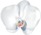 Thai Orchid Clipart