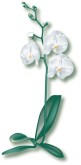 Tropical Orchid Clipart