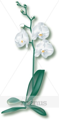 Tropical Orchid Clipart