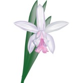 Cattleya Clipart