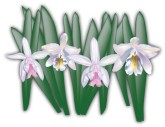 Cattleya Flower Clipart