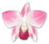 Pink Orchid Clip Art