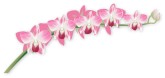 Orchid Flower Clipart